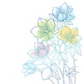 Vector corner bouquet with outline Hellebore or Helleborus or Winter rose, bud and leaf in pastel green and blue isolated. Royalty Free Stock Photo