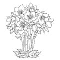 Vector bouquet with outline Hellebore or Helleborus or Winter or Lenten rose, bud and foliage in black isolated on white. Royalty Free Stock Photo