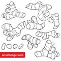 Vector set of outline Ginger root with slice in black isolated on white background. Spicy and culinary plant Ginger in contour. Royalty Free Stock Photo