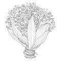 Vector bride bouquet of outline Gypsophila or Baby`s breath branch, bud and elegant flower in black isolated on white background.