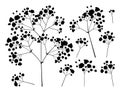 Vector set with silhouette Gypsophila or Baby`s breath branch, bud and delicate flower in black isolated on white background. Royalty Free Stock Photo