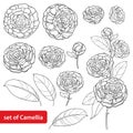 Vector set with outline Camellia flower bunch, bud and leaves in black isolated on white background. Ornate evergreen Camellia.