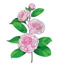 Vector blossom bunch with outline Camellia flower in pastel pink, bud and green foliage isolated on white background.