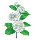 Vector blossom bunch with outline Camellia flower in pastel white, bud and green leaf isolated on white background.