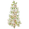 Vector outline Buckeye or Horse chestnut or Aesculus flower bunch in pastel white isolated on white background.