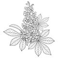 Vector outline Buckeye or Horse chestnut or Aesculus flower bunch with ornate leaf in black isolated on white background.