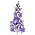 Vector outline blooming Paulownia tomentosa or princesstree or kiri flower bunch with bud in pastel purple isolated on white.