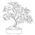 Vector outline Bougainvillea or Buganvilla bonsai tree in flowerpot with flower, leaf and bud in black isolated on white.