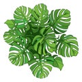 Vector round leaf bunch with outline tropical Monstera or Swiss cheese plant in green isolated on white background. Top view.