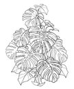 Vector bush of outline tropical Monstera or Swiss cheese plant in black isolated on white background. Ornate contour Monstera.