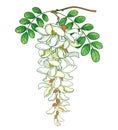 Vector branch of outline pastel white false Acacia or black Locust or Robinia flower, bud and green leaves isolated on white. Royalty Free Stock Photo