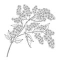 Vector branch with outline blossom Prunus padus or Bird cherry flower bunch with bud and ornate leaf in black isolated on white.