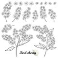Vector set with outline bloom Prunus padus or Bird cherry flower bunch with bud and ornate leaf in black isolated on white.