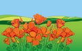 Vector outline orange California poppy flower or California sunlight or Eschscholzia, leaf and bud on the background with field.