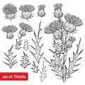 Vector set with outline welted Thistle or Carduus plant, spiny leaf, bud and flower bunch in black isolated on white background.