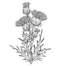 Vector branch with outline welted Thistle or Carduus plant, spiny leaf, bud and flower in black isolated on white background.