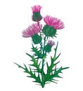 Vector branch with outline welted Thistle or Carduus plant, green spiny leaf, bud and pink flower isolated on white background.