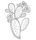 Vector branch of outline Indian fig Opuntia or prickly pear cactus, fruit, flower and spiny black stem isolated on white. Royalty Free Stock Photo