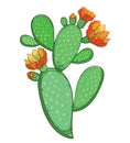 Vector branch of outline Indian fig Opuntia or prickly pear cactus with orange flower and spiny green stem isolated on white. Royalty Free Stock Photo