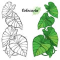 Vector set with outline tropical plant Colocasia esculenta or Elephant ear or Taro leaf bunch in black and green isolated on white Royalty Free Stock Photo