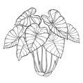 Vector bush of outline tropical plant Colocasia esculenta or Elephant ear or Taro leaf bunch in black isolated on white.