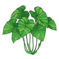 Vector bush of outline tropical plant Colocasia esculenta or Elephant ear or Taro leaf bunch in green isolated on white.