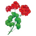 Vector branch with outline red Geranium or Cranesbills flower bunch and ornate green leaf isolated on white background. Royalty Free Stock Photo