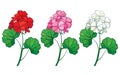 Vector set with outline Geranium or Cranesbills flower bunch and ornate leaf in red, pink and pastel white isolated on white.