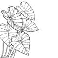 Vector corner bunch of outline tropical leaf Colocasia esculenta or Elephant ear or Taro plant in black isolated on white. Royalty Free Stock Photo