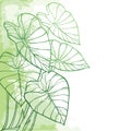 Vector corner bunch of outline tropical leaf Colocasia esculenta or Elephant ear or Taro plant in pastel green on the white.
