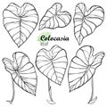 Vector set with outline tropical leaf of Colocasia esculenta or Elephant ear or Taro in black isolated on white background.