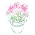 Vector bouquet with outline Geranium or Cranesbills flower bunch and ornate leaf in flowerpot in pastel pink isolated on white.