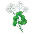 Vector Branch With Outline Pastel White Geranium Or Cranesbills Flower Bunch And Ornate Green Leaf Isolated On White Background.