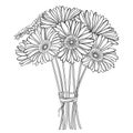 Vector bouquet of outline Gerbera or Gerber flower in black isolated on white background. Bunch of contour garden plant Gerbera.