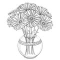 Vector bouquet of outline Gerbera or Gerber flower in round vase in black isolated on white background. Bunch of contour Gerbera. Royalty Free Stock Photo