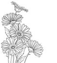 Vector corner bouquet of outline Gerbera or Gerber flower in black isolated on white background. Bunch of contour Gerbera.