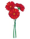 Vector bouquet of outline three Gerbera or Gerber flower in red isolated on white background. Bunch of contour plant Gerbera.