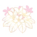 Vector bouquet of outline Plumeria or Frangipani flower bunch, bud and ornate gold and pink leaf isolated on white background.