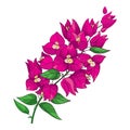 Vector outline Bougainvillea or Buganvilla flower bunch with bud in pink and green leaf isolated on white background. Royalty Free Stock Photo