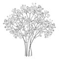 Vector bouquet of outline Gypsophila or Baby`s breath flower bunch and bud in black isolated on white background. Royalty Free Stock Photo