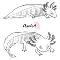 Vector set of outline Mexican axolotl or walking fish in black isolated on white background. Vertebrate animal amphibian. Royalty Free Stock Photo