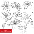 Vector set with outline Clematis or Traveller`s joy ornate flower, bud and leaves in black isolated on white background.