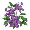 Vector bouquet with outline purple Clematis or Traveller`s joy ornate flower bunch, bud and green leaves isolated on white.