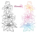 Vector set of vertical bouquet with outline Clematis or Traveller`s joy ornate flower bunch, bud and leaves isolated.