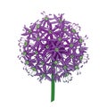 Vector outline Allium giganteum or Giant onion flower head in purple isolated on white background. Ball of blossoming Allium. Royalty Free Stock Photo