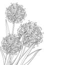 Vector corner bouquet of outline Allium giganteum or Giant onion flower in black isolated on white background. Ball of Allium.