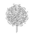 Vector outline Allium giganteum or Giant onion flower head in black isolated on white background. Ball of blossoming Allium. Royalty Free Stock Photo