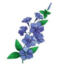 Vector branch with outline blue Periwinkle or Vinca flower bunch and ornate green leaves isolated on white background. Royalty Free Stock Photo