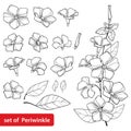 Vector set with outline Periwinkle or Vinca flower bunch and ornate leaves in black isolated on white background. Royalty Free Stock Photo