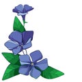 Vector corner bouquet of outline blue Periwinkle or Vinca flower bunch and ornate green leaves isolated on white background.